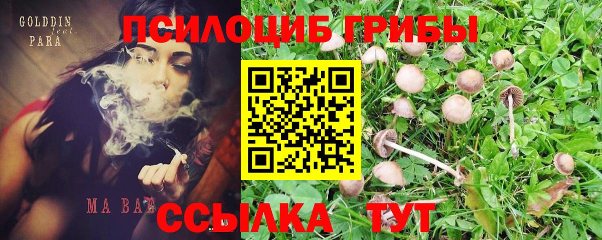 Луга  Галлюциногенные грибы Psilocybine cubensis  Галлюциногенные грибы Cubensis  Вход с VPN 